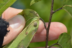 Celticecis pubescens