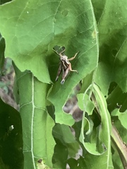 Phaedrotettix