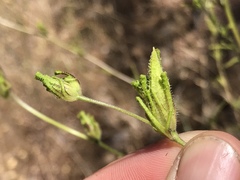 Cordylanthus rigidus