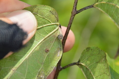 Celticecis pubescens