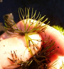 Ceratophyllum echinatum