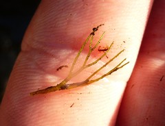 Ceratophyllum echinatum