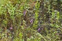 Liatris acidota
