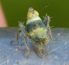 Tinobregmus