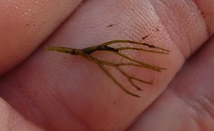 Ceratophyllum echinatum