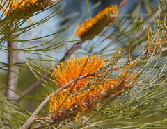 Grevillea pteridifolia