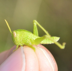 Cyrtacanthacridini
