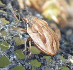 Homaemus