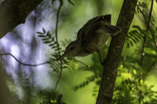 Acrocephalus atyphus observed 2025-02-01