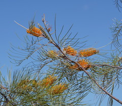 Grevillea pteridifolia