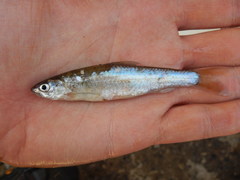 Hybognathus nuchalis