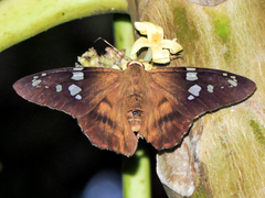 Nascus phocus