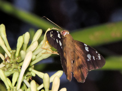 Nascus phocus
