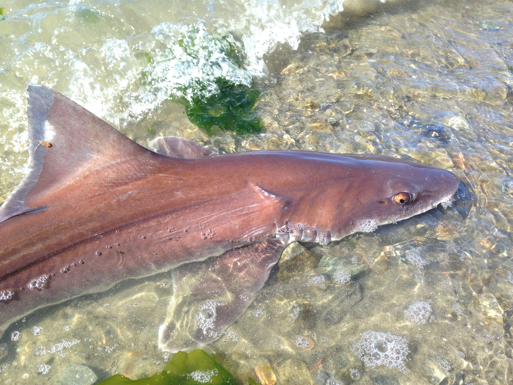 Brown Smoothhound