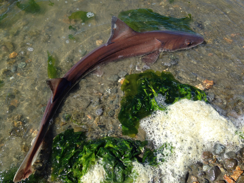 Photo of Brown smooth-hound (Mustelus henlei)