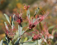 Grevillea decora