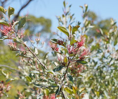 Grevillea decora