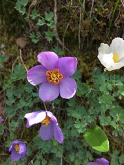 Paraquilegia anemonoides