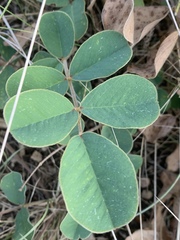 Tephrosia potosina