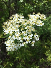 Spiraea flexuosa