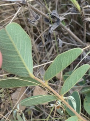 Tephrosia potosina