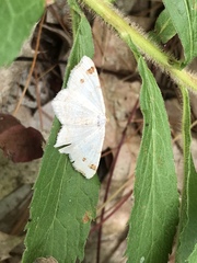 Macaria notata