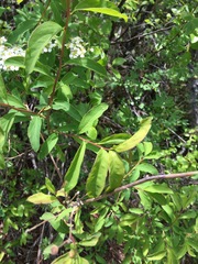 Spiraea flexuosa