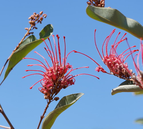 Grevillea decora Domin