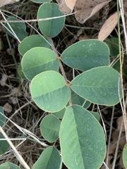 Tephrosia potosina