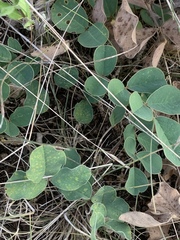 Tephrosia potosina
