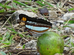 Adelpha serpa