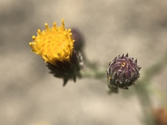 Erigeron petrophilus