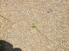 Cyperus echinatus