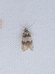 Aethes argentilimitana