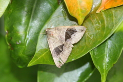 Bastilla