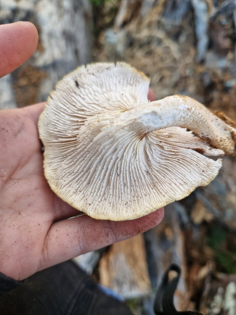 Neolentinus lepideus · February 2025 · photo: © rishud (iNaturalist, cc-by)