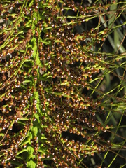 Syagrus romanzoffiana