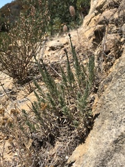 Erigeron petrophilus