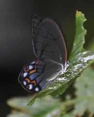 Pseudohaetera hypaesia