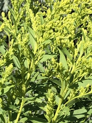 Solidago gigantea
