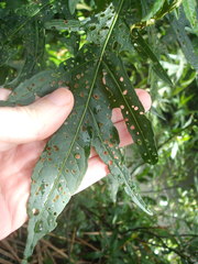 Psylliodes brettinghami