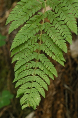 Polystichum dudleyi