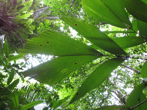 Window palm (Reinhardtia latisecta)