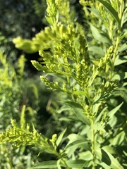 Solidago gigantea