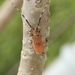 Mimothestus annulicornis - Photo (c) rainman1212, algunos derechos reservados (CC BY-NC), subido por rainman1212