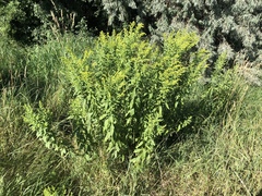 Solidago gigantea