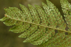 Polystichum dudleyi