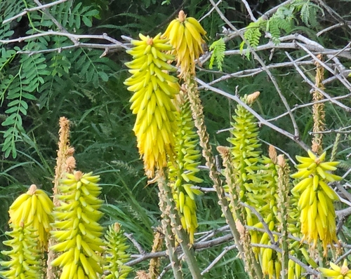 Aloe vacillans