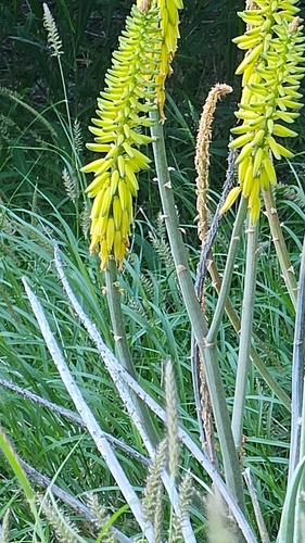 Aloe vacillans