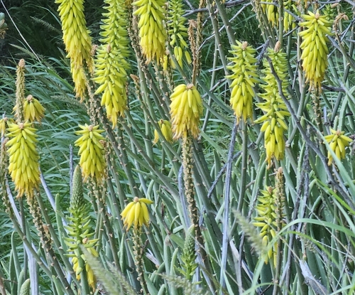 Aloe vacillans